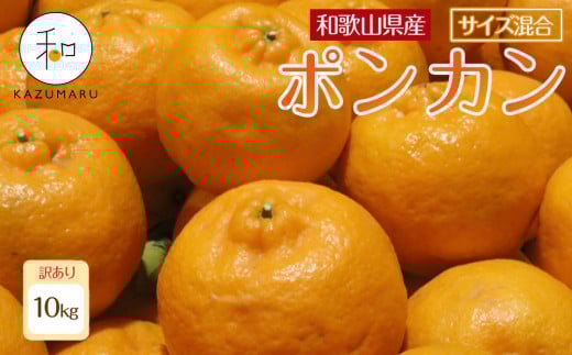 訳あり 森本農園の手選別 ポンカン 約10kg 和歌山県産 サイズ混合 ［北海道・沖縄・離島配送不可］［RN45］［2026年1月上旬から順次発送］ 2132132 - 和歌山県海南市
