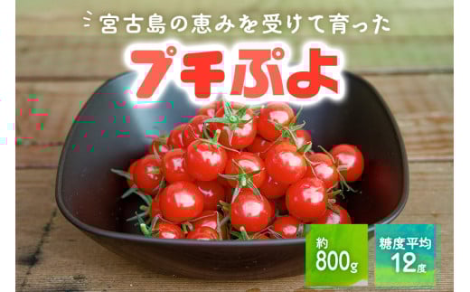 PN02　宮古島産 トマト 【プチぷよ】 約800g　糖度平均12度