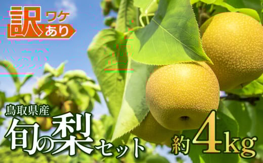 先行予約 訳あり 鳥取県産旬の梨セット 4kg｜鳥取 果物 フルーツ なし 梨 和梨 旬 訳アリ 数量限定【41044】 2137354 - 鳥取県岩美町