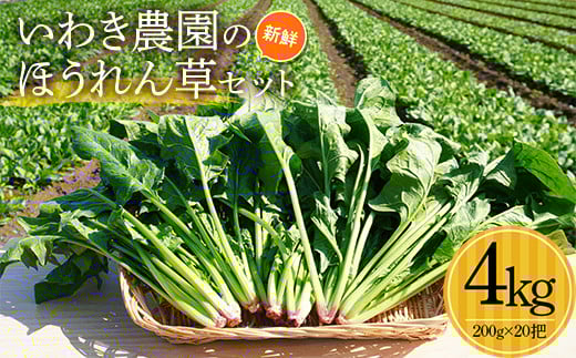 いわき農園の新鮮ほうれん草セット 4kg ホウレンソウ 野菜  YD-461