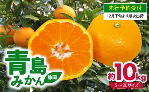 【 先行予約 ：12月下旬～1月下旬発送予定 】みかん 10kg S～2L 青島 ミカン 果物 国産 フルーツ 柑橘 静岡県産 蜜柑 大小 訳あり ミックス 不揃い ビタミン 美味しい 静岡県 藤枝市 ふるさと人気 822072 - 静岡県藤枝市