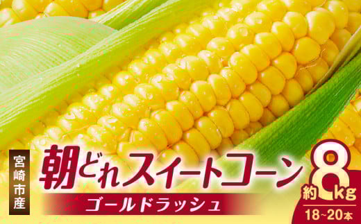 《2025年発送》宮崎市産朝どれスイートコーン(ゴールドラッシュ)約8kg_M320-001 1226326 - 宮崎県宮崎市
