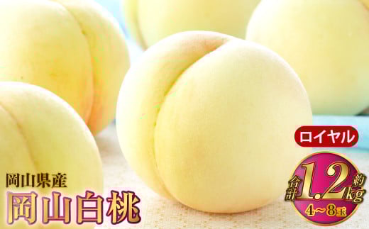 岡山白桃 ロイヤル 4～8玉 約1.2kg 岡山県産【2025年7月上旬～8月下旬発送予定】 白桃 桃 もも モモ