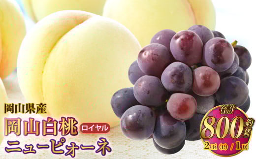 岡山県産 岡山白桃 ロイヤル Lサイズ 約200g×2玉・ニューピオーネ 約400g×1房 詰合せ 【2025年7月上旬～8月下旬発送予定】 白桃 桃 もも モモ ピオーネ ぶどう 葡萄 ブドウ セット