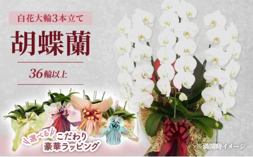 [選べるこだわり豪華ラッピング]赤平長持ち胡蝶蘭白花大輪3本立て (36輪以上) ゴージャスピンク