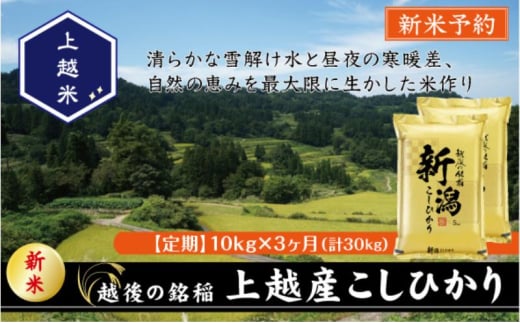令和7年産 先行予約 新潟県上越産こしひかり 精米 10kg 3か月定期便 上越市 米 コメ コシヒカリ 2134455 - 新潟県上越市