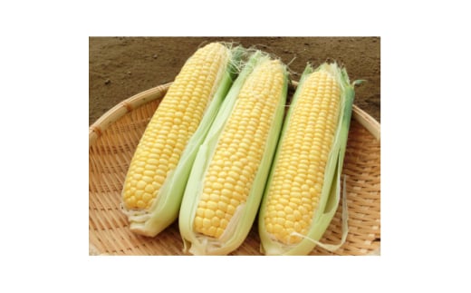あきる野市産とうもろこし　10本(2025年7月中旬以降発送開始)【1623819】