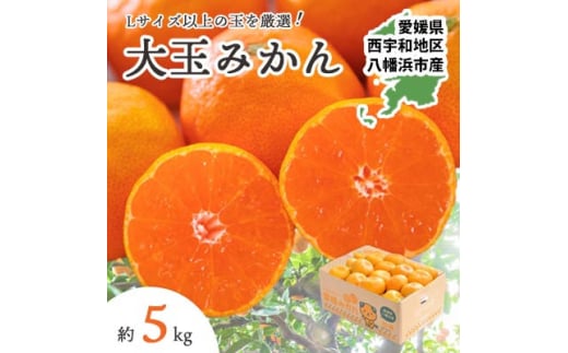 ＜2025年11月より順次発送＞大玉サイズのみ厳選!愛媛みかん5kg＜訳あり＞＜A25-219＞【1626146】