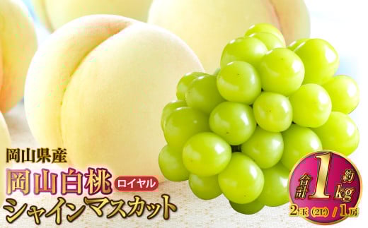 岡山県産 岡山白桃 ロイヤル 2Lサイズ 約250g×2玉・シャインマスカット 晴王 約500g×1房 詰合せ 【2025年7月上旬～8月下旬発送予定】 白桃 桃 もも モモ マスカット ぶどう 葡萄 ブドウ セット