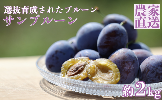 信州生プルーン　溢れる果汁と肉厚の果肉が美味しい　サンプルーン　２㎏箱〔RS-05〕【期間限定】 616350 - 長野県佐久穂町