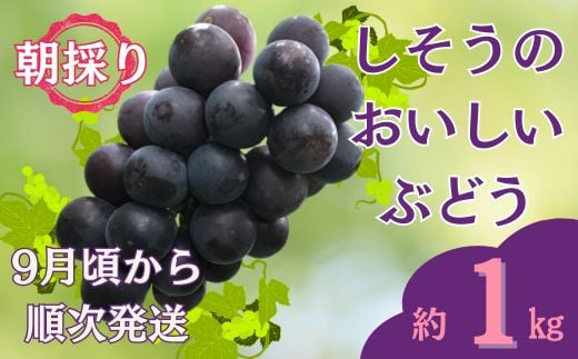 I6【 令和7年産　先行受付】しそうのおいしい ぶどう　約 1㎏　（ 藤稔 ・ 紫玉 ・ ピオーネ  その他 品種指定不可 ）