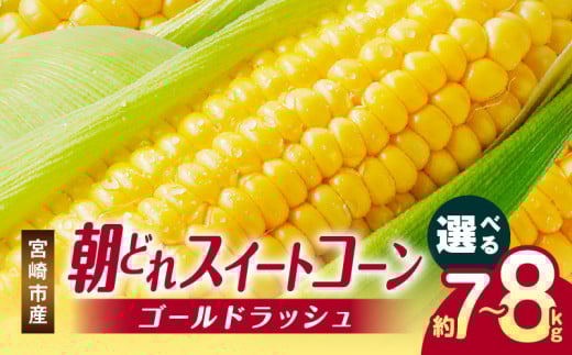 [選べる内容量][2025年発送]宮崎市産朝どれスイートコーン(ゴールドラッシュ)