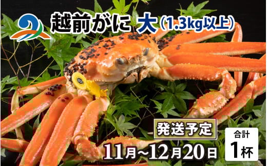 【先行予約】越前がに 大 （1.3kg以上） 1杯【11月中旬より順次発送】