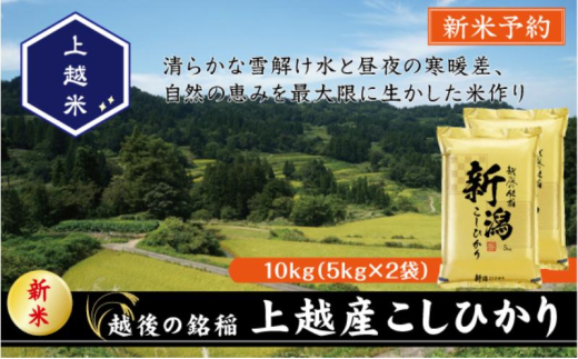 令和7年産 先行予約 新潟県上越産こしひかり 精米 10kg 上越市 米 コメ コシヒカリ 2134449 - 新潟県上越市