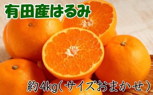 【厳選・濃厚】紀州有田産のはるみ約4kg(サイズおまかせ) ★2026年1月下旬～2026年2月中旬頃より順次発送【tec820B】 480933 - 和歌山県由良町