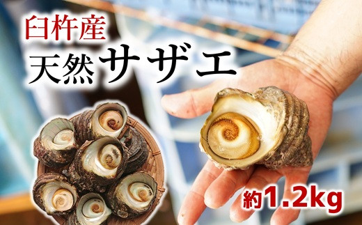 臼杵の綺麗な海で育った天然サザエ（1.2kg）