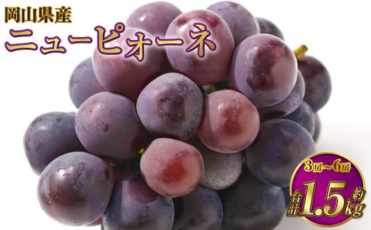 岡山県産 ニューピオーネ 約1.5kg（3房～6房） 【2025年6月下旬～7月下旬発送予定】 ピオーネ ぶどう 葡萄 ブドウ 種なし