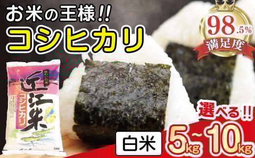 [選べる][6年産]近江米 こしひかり コシヒカリ[TSKU1]