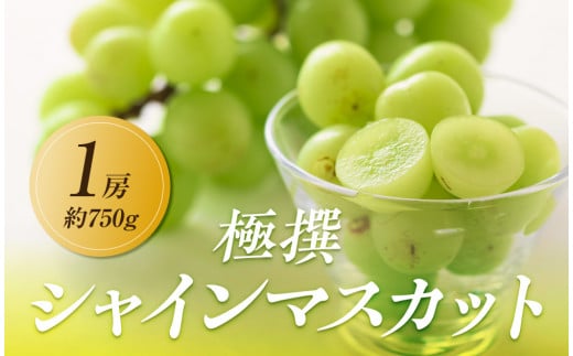 【2025年8月中旬より順次発送】極撰！大房シャインマスカット　1房(約750g) 1569411 - 香川県高松市