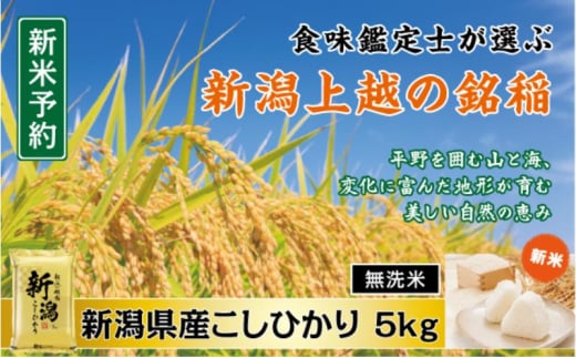 令和7年産 先行予約 食味鑑定士厳選 新潟県産こしひかり 無洗米 5kg 上越市 米 コメ コシヒカリ