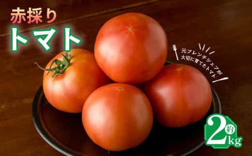 moto farm トマト 2kg  甘みと酸味の絶妙なバランスの麗月トマト 赤採れ  | トマト とまと 野菜 産地直送 数量限定 完熟 赤採れ とまと2kg 愛媛 松山 