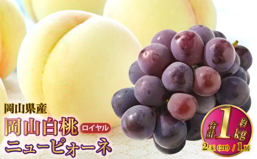 岡山県産 岡山白桃 ロイヤル 2Lサイズ 約250g×2玉・ニューピオーネ 約500g×1房 詰合せ 【2025年7月上旬～8月下旬発送予定】 白桃 桃 もも モモ ピオーネ ぶどう 葡萄 ブドウ セット