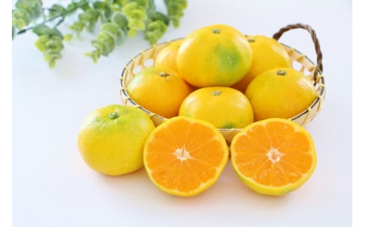 【先行予約】【数量限定】＼農園直送／愛媛県産早生みかん5kg×1箱（家庭用）（2025年11月中下旬より順次発送） 【 ふるさと納税 人気 おすすめ ランキング 柑橘 みかん 早生みかん ミカン 蜜柑 果物 フルーツ 農園直送 産地直送 岡市農園 愛媛県産 愛媛県 伊方町 送料無料 】IKTV009