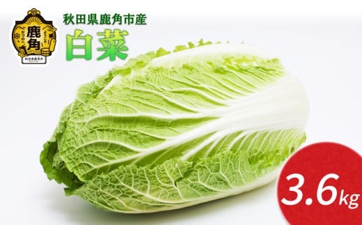 【2025年12月発送】 秋田県鹿角産 白菜 約3.6kg（約3～4玉入）【恋する鹿角カンパニー】新鮮 旬 お鍋 シチュー 安全 甘い 採れたて 国産野菜 お取り寄せ グルメ ギフト お中元 お歳暮 秋田 あきた 鹿角市 鹿角 秋田県 鹿角産 送料無料 