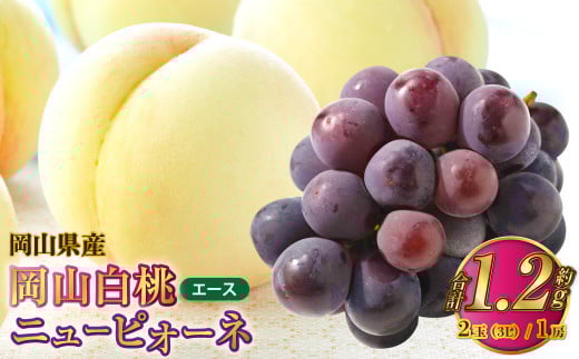 岡山県産 岡山白桃 エース 3Lサイズ 約300g×2玉・ニューピオーネ 約600g×1房 詰合せ 【2025年7月上旬～8月下旬発送予定】 白桃 桃 もも モモ ピオーネ ぶどう 葡萄 ブドウ セット 2133627 - 岡山県奈義町