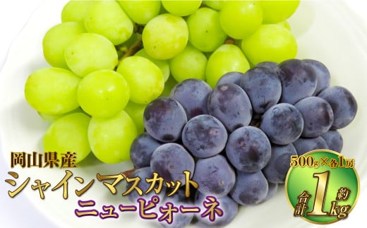 岡山県産 シャインマスカット 晴王・ニューピオーネ 2Lサイズ 計約1kg 詰合せ 【2025年6月下旬～7月下旬発送予定】 各1房 マスカット ピオーネ ぶどう 葡萄 ブドウ 種なし セット