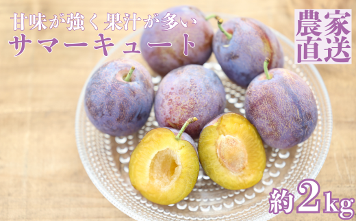 生プルーン　サマーキュート2kg　（500g×4パック）【期間限定】［RS-109］ 554973 - 長野県佐久穂町