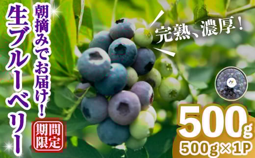 完熟、濃厚生ブルーベリー500g ブルーベリー 果物 フルーツ 青果物 クール便 スムージー ヨーグルト おやつ 【奥久慈 まほろばの郷 ふれあい農園】【ho1529】 2133586 - 茨城県常陸大宮市