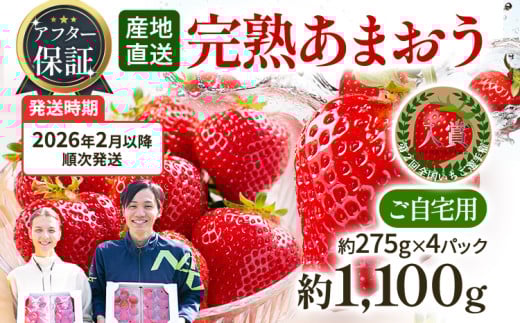 アフター保証 あまおう 約1,100g（約275g×4パック）【先行受付／2026年2月以降順次発送予定】いちご 大粒 不揃い 苺 イチゴ 福岡高級 フルーツ 土産 福岡県 415663 - 福岡県田川市
