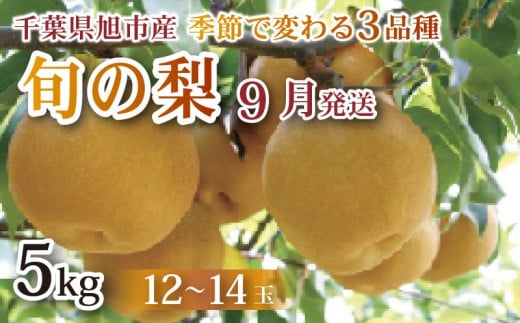 【 先行予約 】【 9月発送 】旬の梨 約5kg 幸水 豊水 あきづき 12 ～ 14玉 梨 なし 梨産地 甘い 旬 夏果物 2025年発送 先行予約 果肉 しゃりしゃり 水水しい みずみずしい 糖度 くだもの 果物 フルーツ 旬のフルーツ 冷蔵 ふるさと納税 産地 送料無料 千葉県 千葉 旭市 旭市産 まる吉園 mkn004