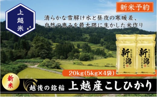 令和7年産 先行予約 新潟県上越産こしひかり 精米 20kg 上越市 米 コメ コシヒカリ 2134451 - 新潟県上越市
