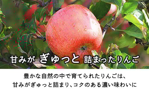 山形県山辺町のふるさと納税 【先行予約】りんご サンふじ ご家庭用 約10kg(24~50玉)  2025年産 山形県産 甘い シャキシャキ 食感 リンゴ 林檎 フルーツ 果物 果樹 ※沖縄・離島への配送不可 tf-risfm10