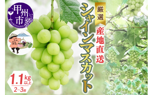 厳選！産地直送ぶどう「シャインマスカット」1.1kg以上（2～3房）【2025年発送】（KKH）B-491 【シャインマスカット 葡萄 ぶどう ブドウ 令和7年発送 期間限定 山梨県産 甲州市 フルーツ 果物】 367629 - 山梨県甲州市