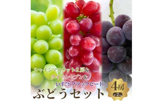 おすすめ感謝セット　シャインマスカット2房+クイーンセブン+泉湧誉　4房セット [№5385-0501] 2135289 - 大阪府岸和田市