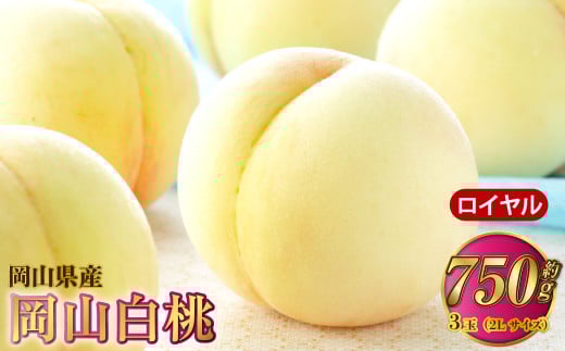 岡山白桃 ロイヤル 3玉×約250g（2Lサイズ） 計約750g 岡山県産【2025年7月上旬～8月下旬発送予定】 白桃 桃 もも モモ