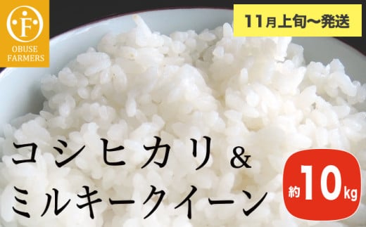コシヒカリ＆ミルキークイーン 食べ比べ 約10kg ［ おぶせファーマーズ ］ お米 コメ おこめ ご飯 精米 長野県産 2種 【2025年11月上旬～発送】［FK-30］