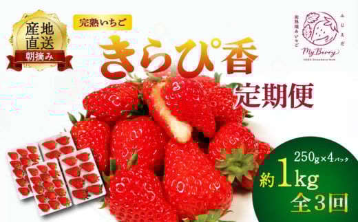 【先行予約 : 2026年1月～発送予定】 【全3回定期便】 いちご きらぴ香 約1kg 約250g×4パック （1月、2月、3月発送） 朝どれ 完熟 苺 産地 直送 フレッシュ イチゴ 贈答 フルーツ 果物 国産 静岡県 藤枝市 ふるさと人気 ふるさとおすすめ