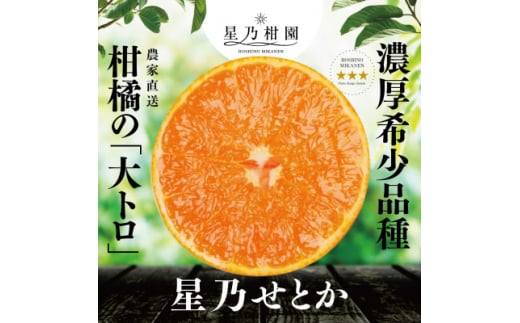 ＜三つ星ブランド＞星乃せとか(3kg)＜D45-93＞【1625776】