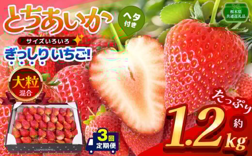【栃木県共通返礼品】【定期便3回】【先行予約】ぎっしり とちあいか 大粒（サイズ不揃い） 約1.2kg | いちご とちあいか ぎっしり サイズ 不揃い 大粒 新鮮 甘い  数量 限定 美味しい 果物 共通返礼品 フルーツ デザート 栃木県 那珂川町 送料無料