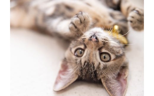 ニャンコに医療をプレゼント!保護猫支援