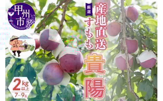 厳選！産地直送すもも「貴陽」2kg以上（7～9玉）【2025年発送】（KKH）B15-425 【貴陽 すもも 桃 もも 令和7年発送 期間限定 山梨県産 甲州市 フルーツ 果物】 367378 - 山梨県甲州市