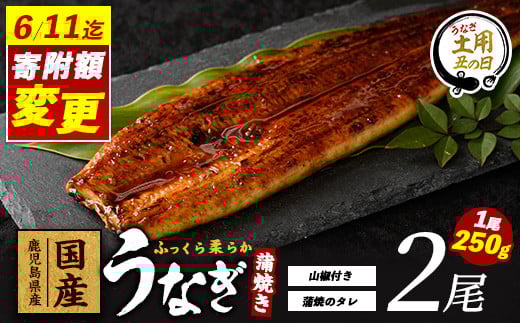 [丑の日に合わせてお届け!]＼6/11までご愛顧感謝 20,000円→19,000円/[鹿児島県産]うなぎ蒲焼じっくり焼き約250g×2尾 木目化粧箱入り(大新/019-1107u) [2025年7月9日〜7月19日お届け]うなぎ 国産 鹿児島 蒲焼 丑の日 丑 土用丑の日
