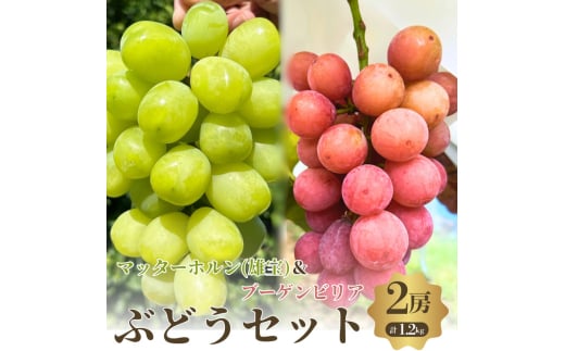おすすめ感謝セット　マッターホルン+ブーゲンビリア　2房セット [№5385-0504] 2135292 - 大阪府岸和田市