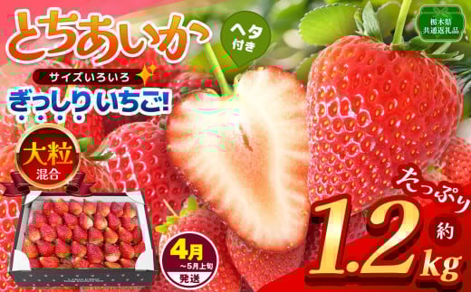 【栃木県共通返礼品】【4~5月発送分】【先行予約】ぎっしり とちあいか 大粒（サイズ不揃い） 約1.2kg | いちご とちあいか ぎっしり サイズ 不揃い 大粒 新鮮 甘い  数量 限定 美味しい 果物 共通返礼品 フルーツ デザート 栃木県 那珂川町 送料無料