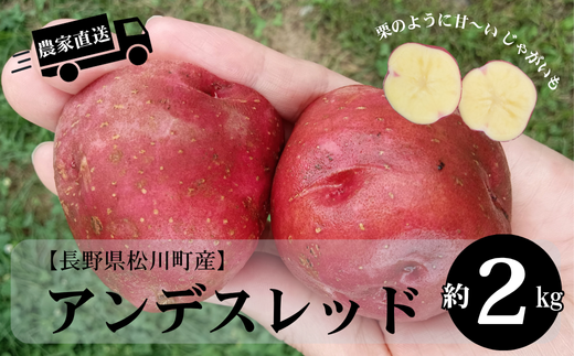 HF48-25B 長野県松川町産じゃがいも アンデスレッド 約2kg / 8月中旬発送開始予定 // 長野県 南信州 減農薬栽培 いも 芋 イモ ジャガイモ エコファーマー認証 農家支援 産地直送 