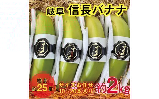 1042 天下布武信長バナナ 約2kg サイズお任せ 岐阜県産 糖度25度前後 無農薬 無添加 2155452 - 岐阜県各務原市